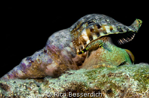 Triton Shell ( Charonia tritonis ) by Rico Besserdich 